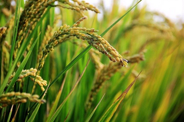 You are currently viewing SEBAGIAN BIMBINGAN ALQURAN DAN HADITS NABI TENTANG KEUTAMAAN MEMBERI MAKAN DAN MINUM